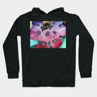 Helleborus not Hoodie